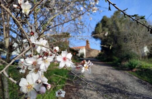 Migdały z Algarve – kwiaty, zbiory i legenda z Silves
