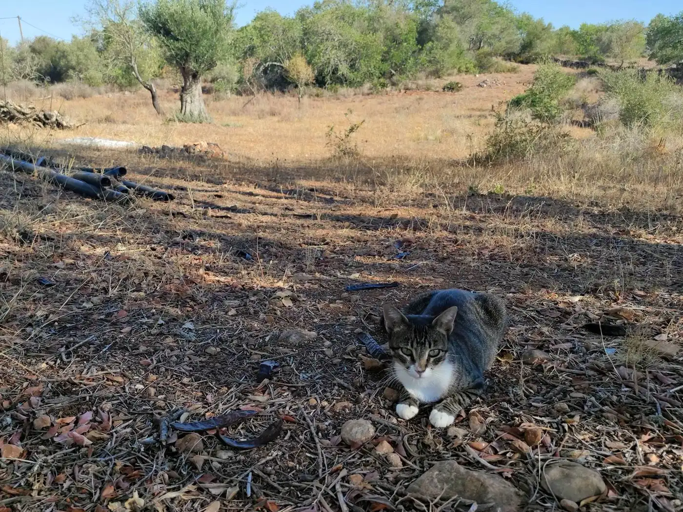 Kot odpoczywający w cieniu starych drzew w Algarve