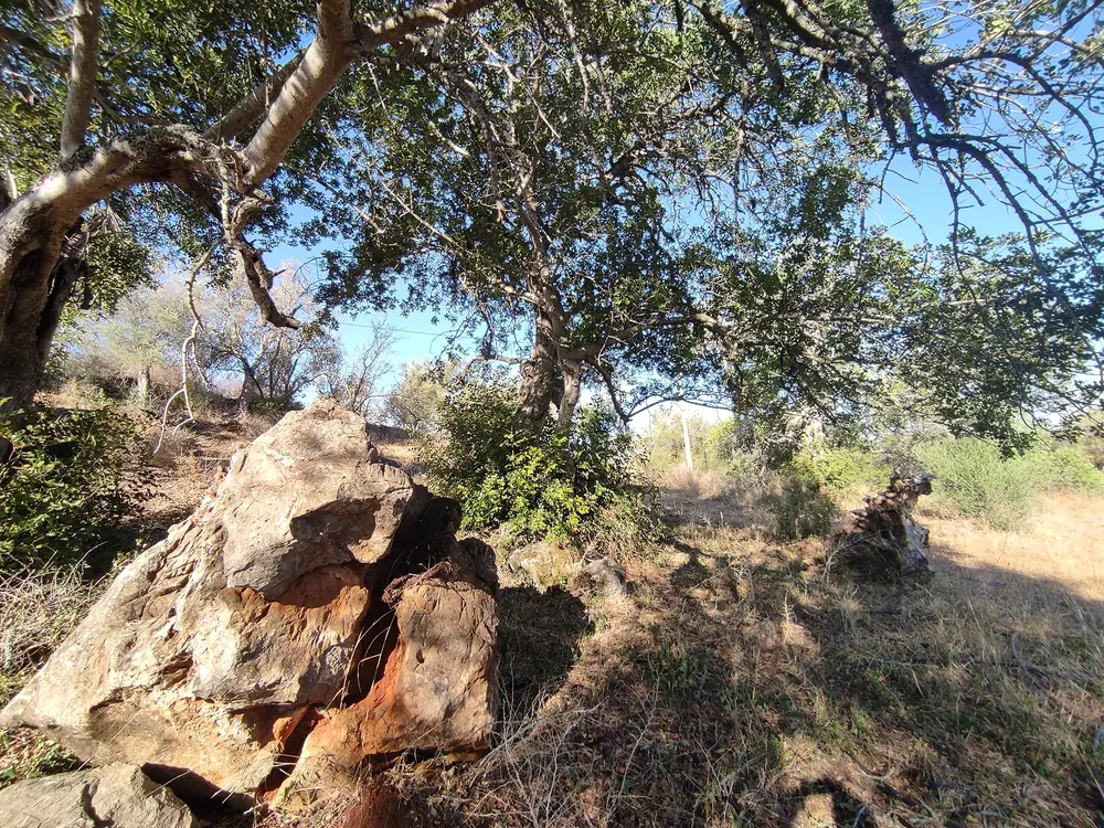 Stara alfarrobeira rosnąca na kamienistym polu w Algarve